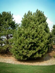 Сосна Чёрная (Pinus Nigra) купить по цене от 270.00р. в интернет-магазине «Посадика» с доставкой почтой в в Вольске и по всей России – [изображение №1].