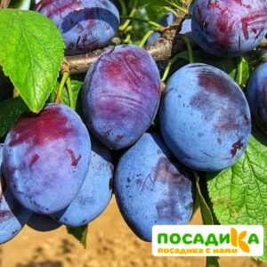 Слива Чачакская ранняя купить по цене от 229.00р. в интернет-магазине «Посадика» с доставкой почтой в в Вольске и по всей России – [изображение №1].