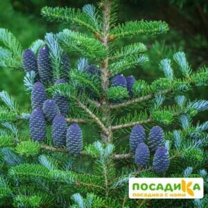 Пихта корейская (Abies koreana) купить по цене от 450.00р. в интернет-магазине «Посадика» с доставкой почтой в в Вольске и по всей России – [изображение №1].