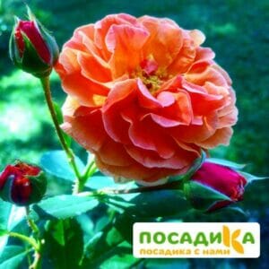 Роза Арабия купить по цене от 350.00р. в интернет-магазине «Посадика» с доставкой почтой в в Вольске и по всей России – [изображение №1].