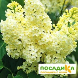 Сирень Примроуз (Primrose) купить по цене от 529.00р. в интернет-магазине «Посадика» с доставкой почтой в в Вольске и по всей России – [изображение №1].