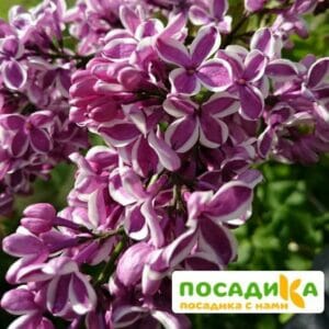 Сирень Сенсация купить по цене от 529.00р. в интернет-магазине «Посадика» с доставкой почтой в в Вольске и по всей России – [изображение №1].