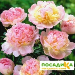 Пион Распберри Сандей (Paeonia Raspberry Sundae) купить по цене от 959р. в интернет-магазине «Посадика» с доставкой почтой в в Вольске и по всей России – [изображение №1].