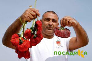 Клубника Гигант Джорнея купить по цене от 266р. в интернет-магазине «Посадика» с доставкой почтой в в Вольске и по всей России – [изображение №1].