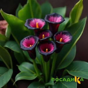 Калла Аура Лейс купить по цене от 400р. в интернет-магазине «Посадика» с доставкой почтой в в Вольске и по всей России – [изображение №1].