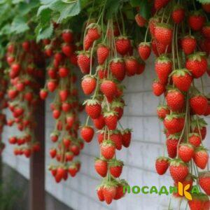 Клубника вьющаяся Комплимент купить по цене от 470р. в интернет-магазине «Посадика» с доставкой почтой в в Вольске и по всей России – [изображение №1].