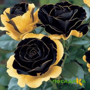Роза Ханни Сикл купить по цене от 700р. в интернет-магазине «Посадика» с доставкой почтой в в Вольске и по всей России – [изображение №1].