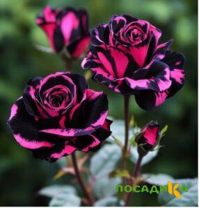 Роза Багровый Шепот купить по цене от 366р. в интернет-магазине «Посадика» с доставкой почтой в в Вольске и по всей России – [изображение №1].