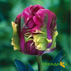 Тюльпан Экзотик Хэвен купить по цене от 186р. в интернет-магазине «Посадика» с доставкой почтой в в Вольске и по всей России – [изображение №1].