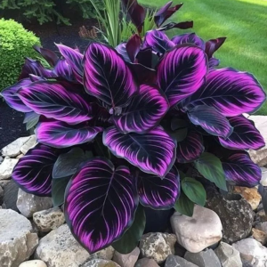 Хоста Люминоза купить по цене от 450р. в интернет-магазине «Посадика» с доставкой почтой в в Вольске и по всей России – [изображение №1].