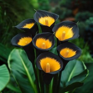 Калла Легато купить по цене от 620р. в интернет-магазине «Посадика» с доставкой почтой в в Вольске и по всей России – [изображение №1].