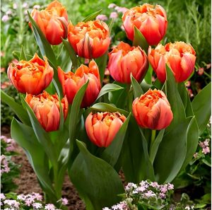 Тюльпан Гудошник Дабл купить по цене от 185р. в интернет-магазине «Посадика» с доставкой почтой в в Вольске и по всей России – [изображение №1].