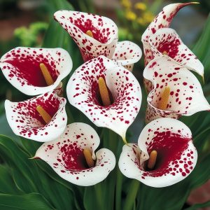 Калла Эмпайр купить по цене от 302р. в интернет-магазине «Посадика» с доставкой почтой в в Вольске и по всей России – [изображение №1].