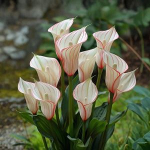 Калла Глейшер купить по цене от 299р. в интернет-магазине «Посадика» с доставкой почтой в в Вольске и по всей России – [изображение №1].