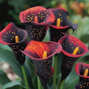 Калла Нуар купить по цене от 299р. в интернет-магазине «Посадика» с доставкой почтой в в Вольске и по всей России – [изображение №1].