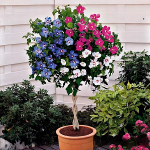 Гибискус-Дерево Триколор купить по цене от 289р. в интернет-магазине «Посадика» с доставкой почтой в в Вольске и по всей России – [изображение №1].