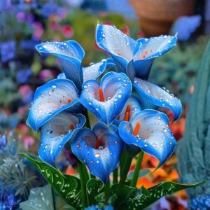 Калла Портрейт купить по цене от 292р. в интернет-магазине «Посадика» с доставкой почтой в в Вольске и по всей России – [изображение №1].