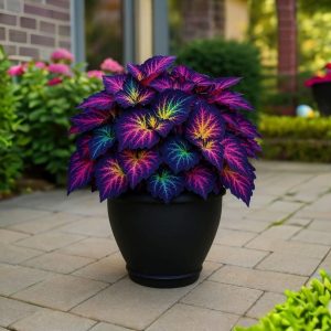 Хоста Фрости Блю купить по цене от 389р. в интернет-магазине «Посадика» с доставкой почтой в в Вольске и по всей России – [изображение №1].