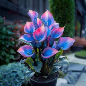 Калла Импрессия купить по цене от 590р. в интернет-магазине «Посадика» с доставкой почтой в в Вольске и по всей России – [изображение №1].