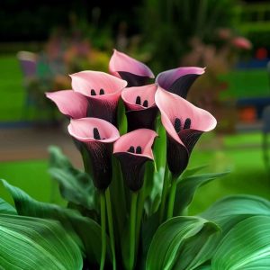 Калла Энигма купить по цене от 291р. в интернет-магазине «Посадика» с доставкой почтой в в Вольске и по всей России – [изображение №1].