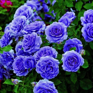 Роза Блю Мун купить по цене от 450р. в интернет-магазине «Посадика» с доставкой почтой в в Вольске и по всей России – [изображение №1].