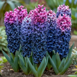 Гиацинт Блю Спринг купить по цене от 2099р. в интернет-магазине «Посадика» с доставкой почтой в в Вольске и по всей России – [изображение №1].