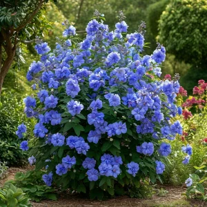 Гибискус Сансет Блоссом купить по цене от 248р. в интернет-магазине «Посадика» с доставкой почтой в в Вольске и по всей России – [изображение №1].