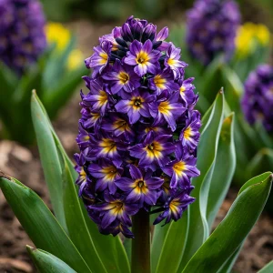 Гиацинт Вельвет Колор купить по цене от 2099р. в интернет-магазине «Посадика» с доставкой почтой в в Вольске и по всей России – [изображение №1].