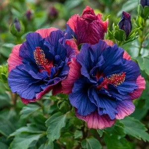 Гибискус Роуз Шайн купить по цене от 360р. в интернет-магазине «Посадика» с доставкой почтой в в Вольске и по всей России – [изображение №1].