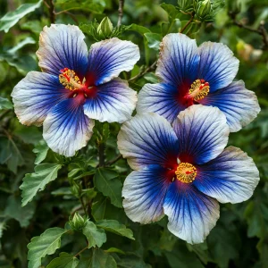 Гибискус Илюжн Вилью купить по цене от 259р. в интернет-магазине «Посадика» с доставкой почтой в в Вольске и по всей России – [изображение №1].