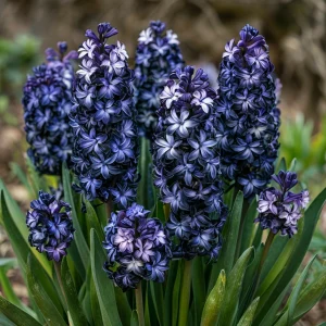 Гиацинт Блум Клауд купить по цене от 2099р. в интернет-магазине «Посадика» с доставкой почтой в в Вольске и по всей России – [изображение №1].