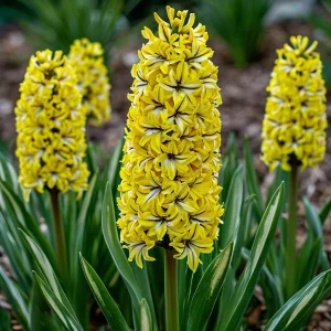 Гиацинт Сансет Голд купить по цене от 2099р. в интернет-магазине «Посадика» с доставкой почтой в в Вольске и по всей России – [изображение №1].