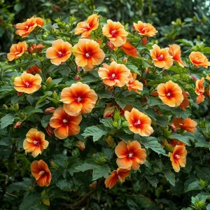 Гибискус Кристал Рэй купить по цене от 458р. в интернет-магазине «Посадика» с доставкой почтой в в Вольске и по всей России – [изображение №1].