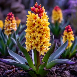 Гиацинт Миднайт Мистери купить по цене от 2099р. в интернет-магазине «Посадика» с доставкой почтой в в Вольске и по всей России – [изображение №1].