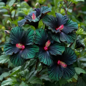 Гибискус Пикок Плюм купить по цене от 490р. в интернет-магазине «Посадика» с доставкой почтой в в Вольске и по всей России – [изображение №1].