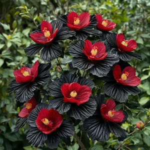 Гибискус Ройял Афеа купить по цене от 460р. в интернет-магазине «Посадика» с доставкой почтой в в Вольске и по всей России – [изображение №1].