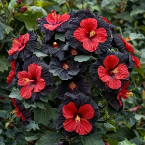 Гибискус Шиммеринг купить по цене от 720р. в интернет-магазине «Посадика» с доставкой почтой в в Вольске и по всей России – [изображение №1].