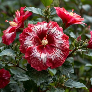 Гибискус Пурпл Мистик купить по цене от 360р. в интернет-магазине «Посадика» с доставкой почтой в в Вольске и по всей России – [изображение №1].