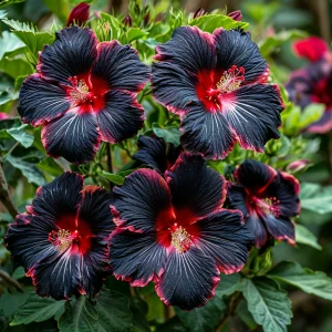 Гибискус садовый Файер Дэнсер купить по цене от 450р. в интернет-магазине «Посадика» с доставкой почтой в в Вольске и по всей России – [изображение №1].