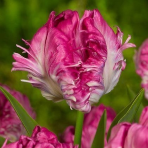 Тюльпан махровый Кул Кристал купить по цене от 400р. в интернет-магазине «Посадика» с доставкой почтой в в Вольске и по всей России – [изображение №1].