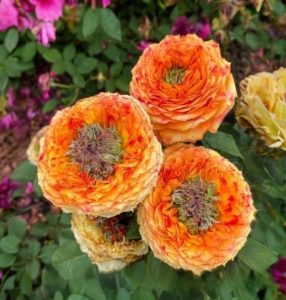 Роза Золотой Мираж купить по цене от 420р. в интернет-магазине «Посадика» с доставкой почтой в в Вольске и по всей России – [изображение №1].